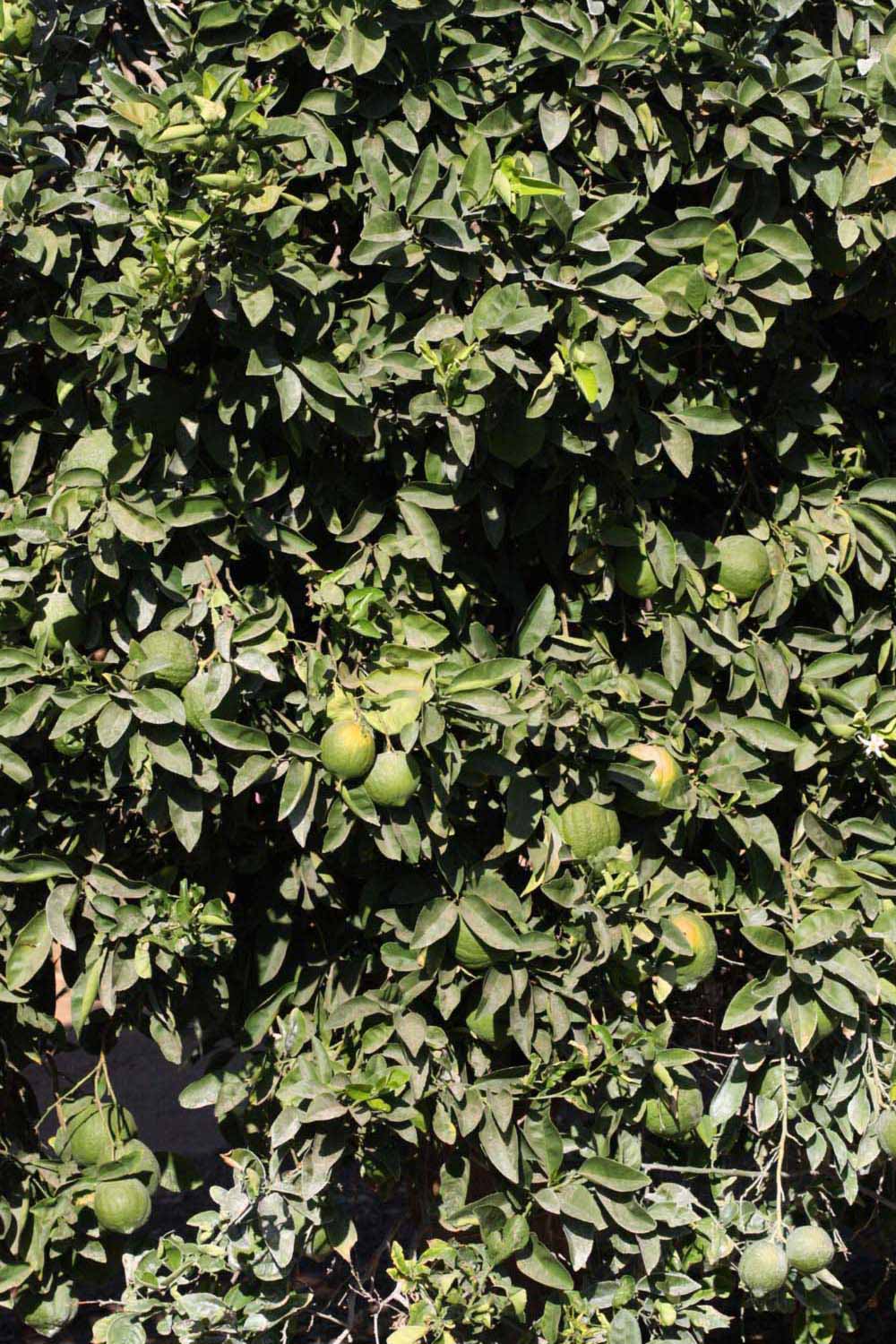            Habit (Riverside, CA)   